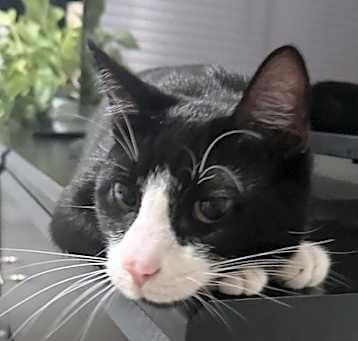 Photo of Milo