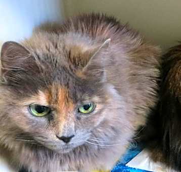 Photo of Missy & Tessa