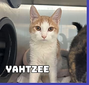 Photo of Yahtzee