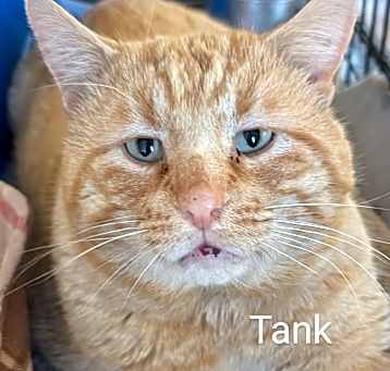 Photo of Tank