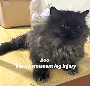 Photo of Boo SA Black Purrsian