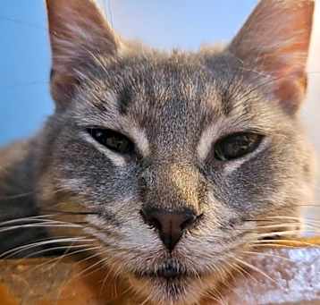 Photo of Garol