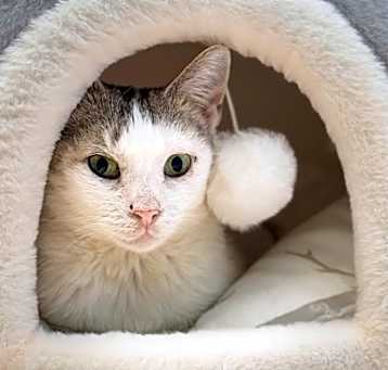 Photo of Princesse