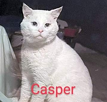 Photo of Casper