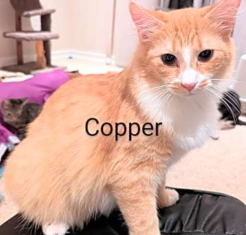 Photo of Copper and Churro
