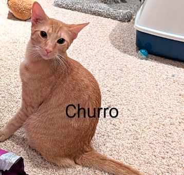 Photo of Churro and Copper