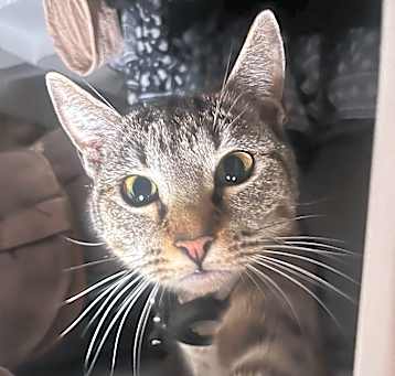 Photo of Sassy Girl