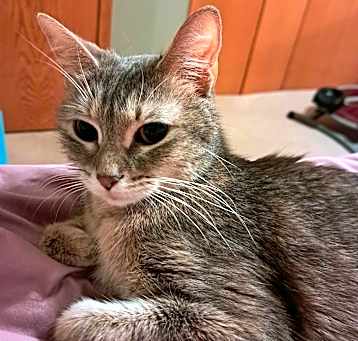 Photo of Smokey