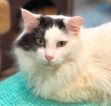 Photo of Pirate