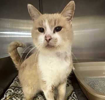 Photo of Merlin