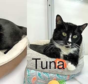 Photo of Waffle and Tuna