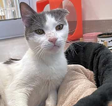 Photo of Abu
