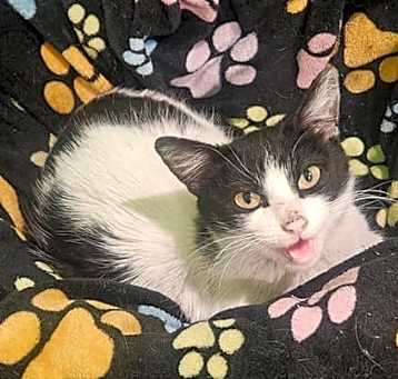 Photo of Dottie
