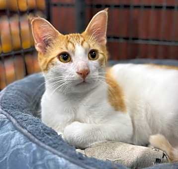 Photo of Marble
