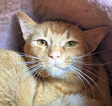 Photo of Copper