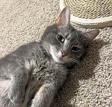 Photo of Violet
