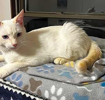 Photo of Cotton