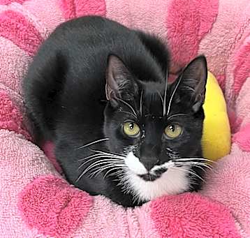 Photo of Shasta