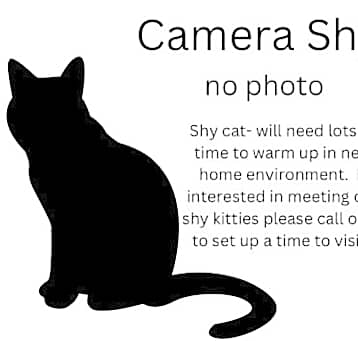 Photo of Sally (Barn Cat)
