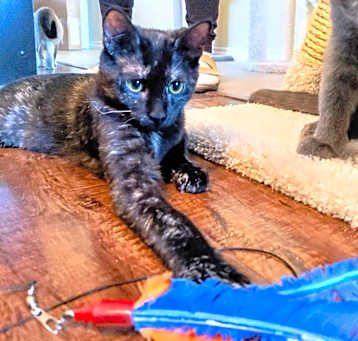 Photo of Pebbles
