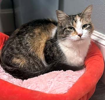 Photo of Prissy