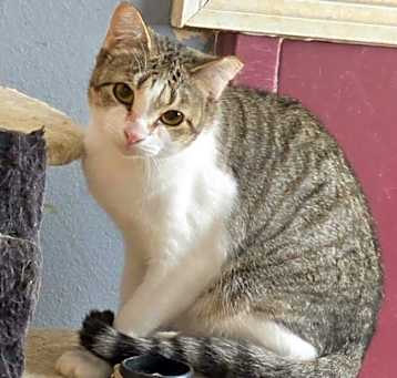 Photo of Firecracker