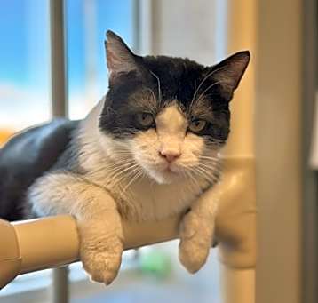 Photo of Buan--Sponsored Adoption Fee
