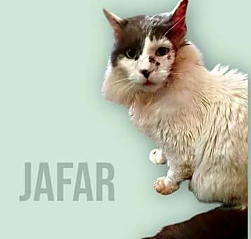 Photo of Jafar