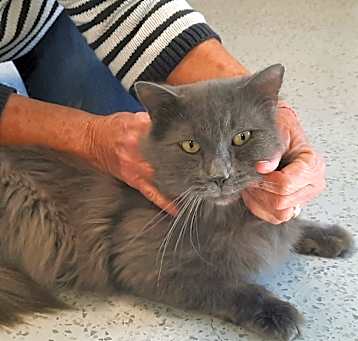 Photo of Jekyll