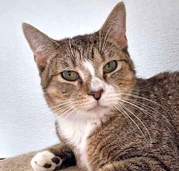 Photo of Toby