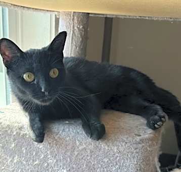 Photo of Lily