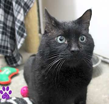 Photo of Cobalt