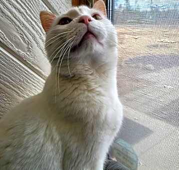 Photo of Ghost