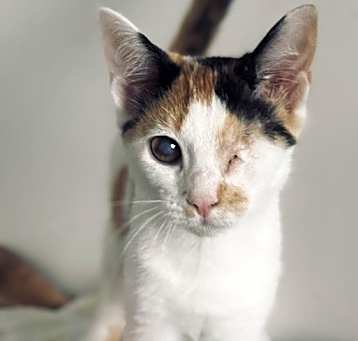 Photo of Piper