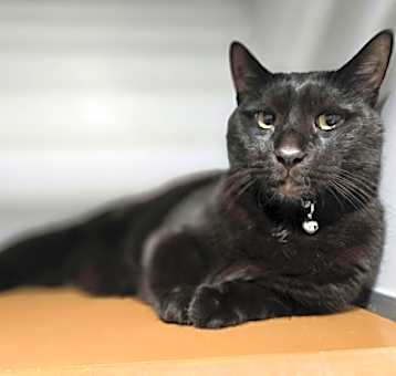 Photo of Blackie