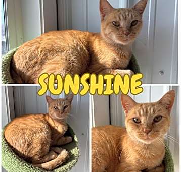 Photo of Sunshine