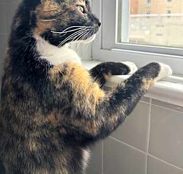 Photo of Birdie