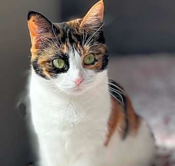 Photo of Pixie - Home to Home