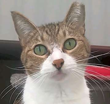 Photo of Sweet Heart