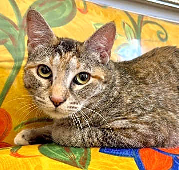 Photo of Dulcecita Caramel