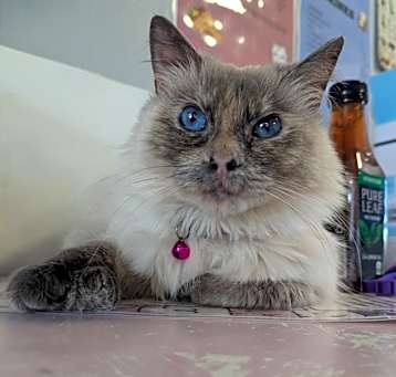 Photo of Clawdia