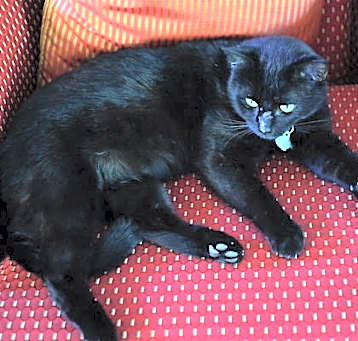 Photo of Mowgli