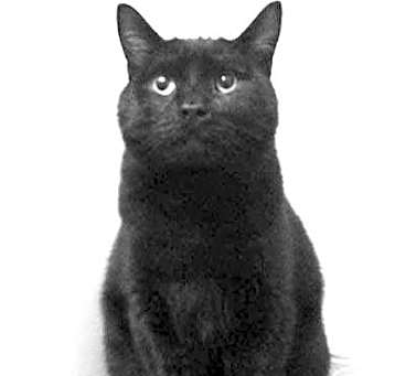 Photo of Tyson - BONDED with Elvira
