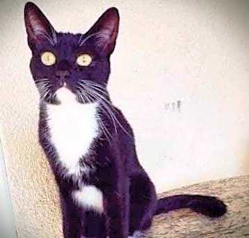 Photo of Elvira - BONDED with Tyson
