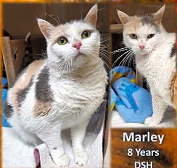 Photo of Marley