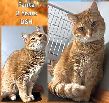 Photo of Fanta