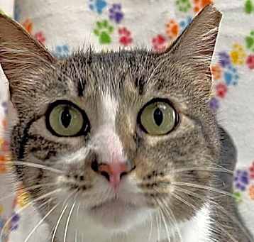 Photo of Abelina