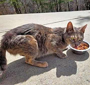 Photo of Culey **COMPLIMENTARY POSTING**