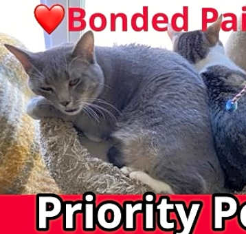 Photo of Amity   *A PRIORITY PET*