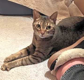 Photo of Quinn *Located in Foster*